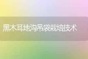 黑木耳地沟吊袋栽培技术