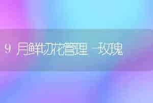 9月鲜切花管理―玫瑰