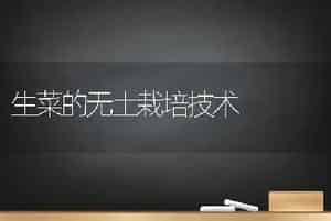 生菜的无土栽培技术