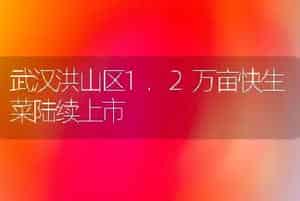 武汉洪山区1.2万亩快生菜陆续上市