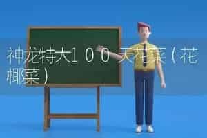 神龙特大100天花菜（花椰菜）