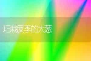巧栽反季的大葱