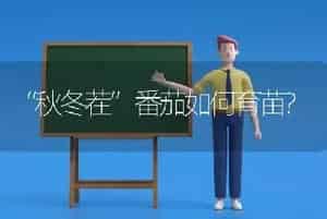 “秋冬茬”番茄如何育苗?