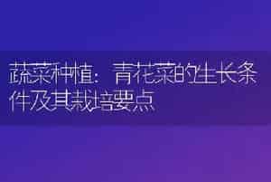 蔬菜种植：青花菜的生长条件及其栽培要点
