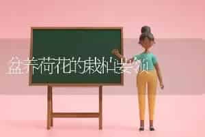 盆养荷花的栽植要领