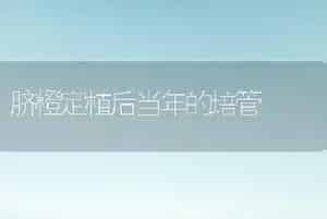 脐橙定植后当年的培管