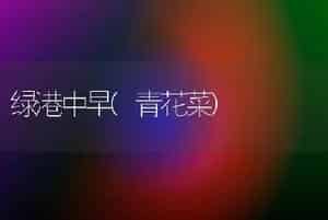 绿港中早(青花菜)