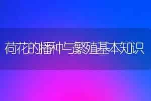 荷花的播种与繁殖基本知识