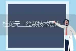 桂花无土盆栽技术要点