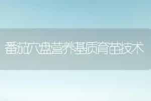 番茄穴盘营养基质育苗技术