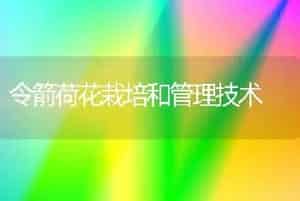令箭荷花栽培和管理技术