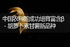 中国农科院成功培育富含β－胡萝卜素甘薯新品种