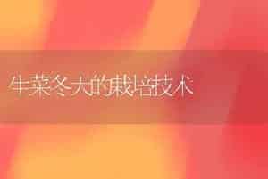 生菜冬天的栽培技术