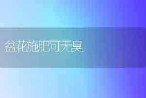 落葵品种介绍---青梗木耳菜