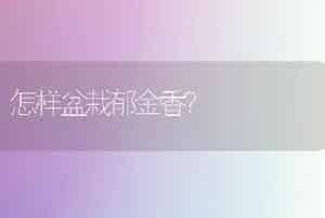 怎样盆栽郁金香？