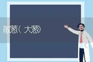 散葱(大葱)