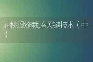 晚棱脐橙