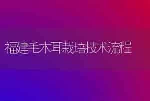 福建毛木耳栽培技术流程