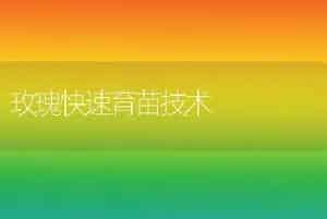 玫瑰快速育苗技术
