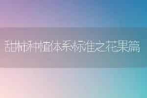 春玉米套大白菜增产技术
