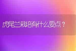 虎尾兰栽培有什么要点？