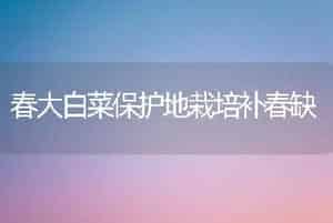 春大白菜保护地栽培补春缺