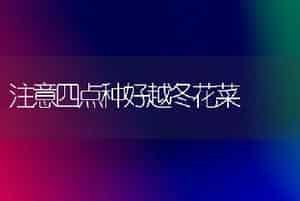 注意四点种好越冬花菜