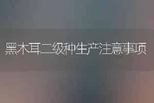 黑木耳二级种生产注意事项