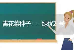 青花菜种子--绿优2号