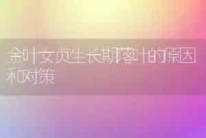 金叶女贞生长期落叶的原因和对策
