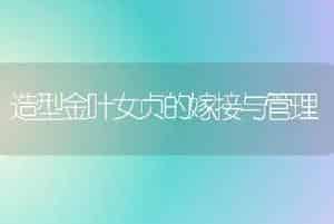 造型金叶女贞的嫁接与管理