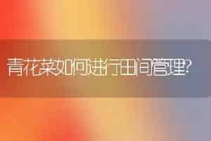青花菜如何进行田间管理?
