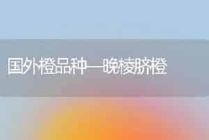 国外橙品种—晚棱脐橙