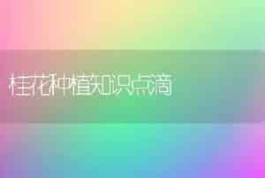 桂花种植知识点滴
