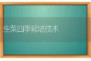 生菜四季栽培技术