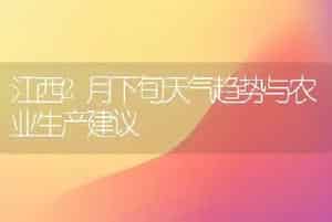 青花菜--绿花2号