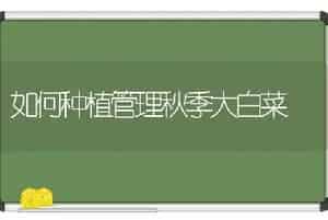 如何种植管理秋季大白菜