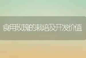 食用玫瑰的栽培及开发价值