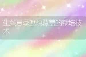 生菜夏季遮阴覆盖的栽培技术