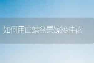 如何用白蜡盆景嫁接桂花