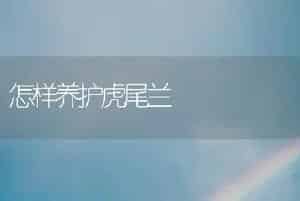 怎样养护虎尾兰