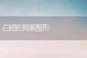 白蜡的修剪整形