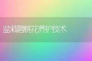 盆栽碧桃花养护技术