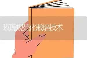 玫瑰规范化栽培技术