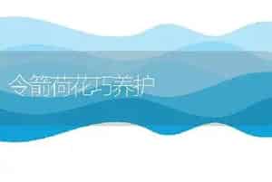 令箭荷花巧养护