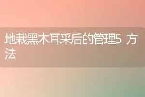 地栽黑木耳采后的管理5方法
