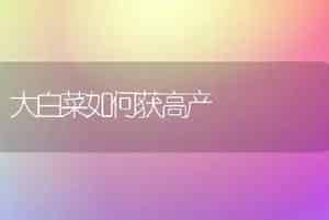 大白菜如何获高产