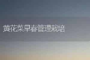 黄花菜早春管理栽培