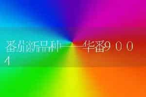 番茄新品种——华番9004