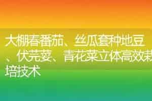 大棚春番茄、丝瓜套种地豆、伏芫荽、青花菜立体高效栽培技术